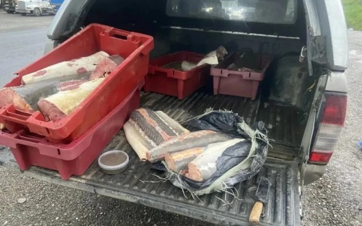 Уголовное дело возбуждено в отношении жителя Хабаровска, перевозившего осетра