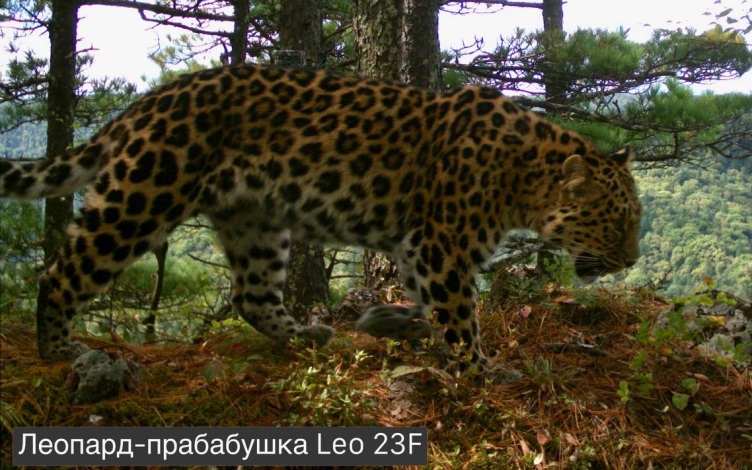 В нацпарке "Земля леопардов" впервые зарегистрирована прабабушка-леопард