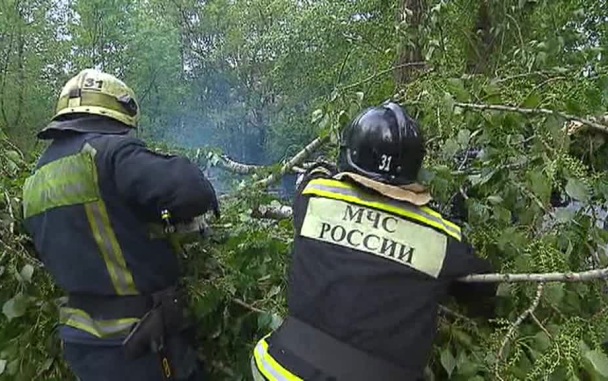 В Рязанской области три человека пострадали от поваленных ураганом деревьев