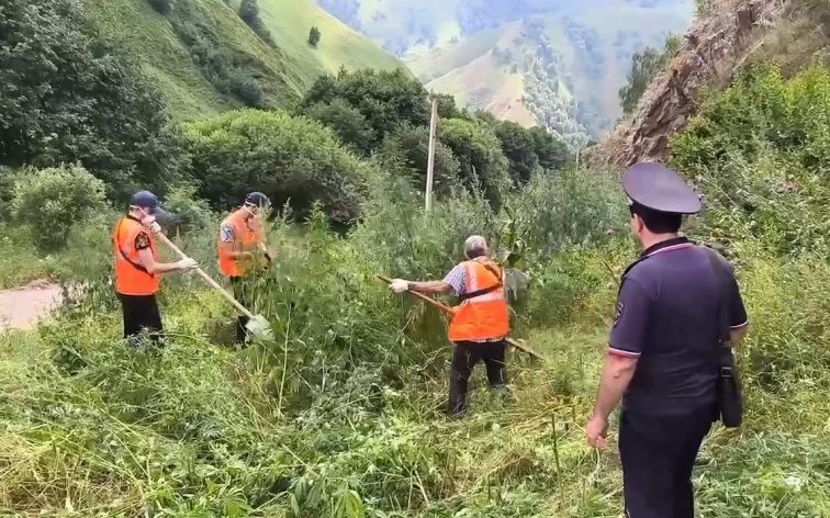 В Кабардино-Балкарии сожгли около 180 кг дикорастущей конопли