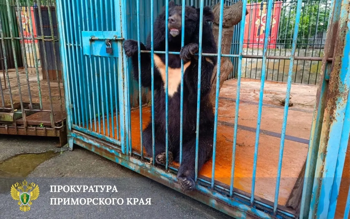 Сотрудница зоопарка в Уссурийске пояснила, почему на нее напал медведь