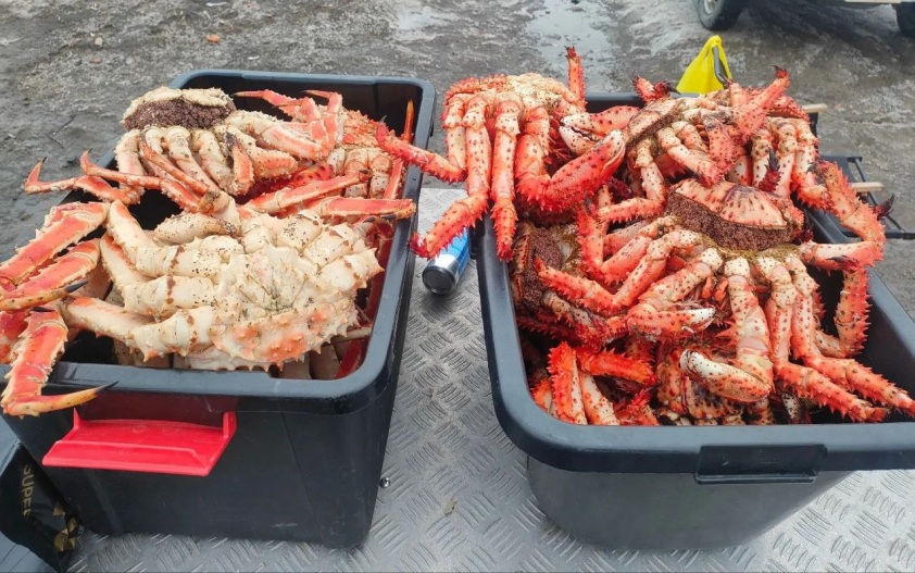 Двое сахалинцев подозреваются в незаконной добыче камчатского краба
