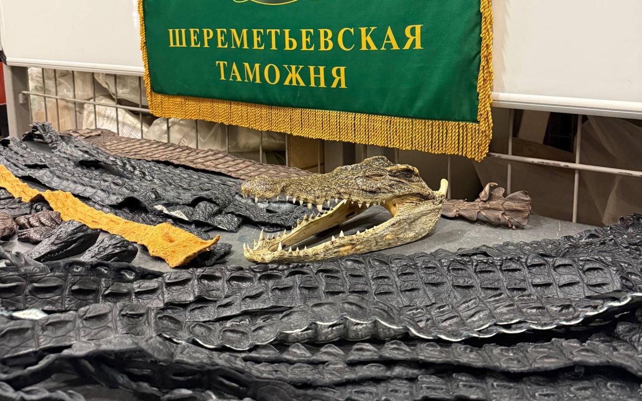 В Шереметьево у прилетевшего из Китая россиянина нашли 64 части крокодила