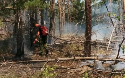 Огонь охватил более 120 га леса в Ростовской области