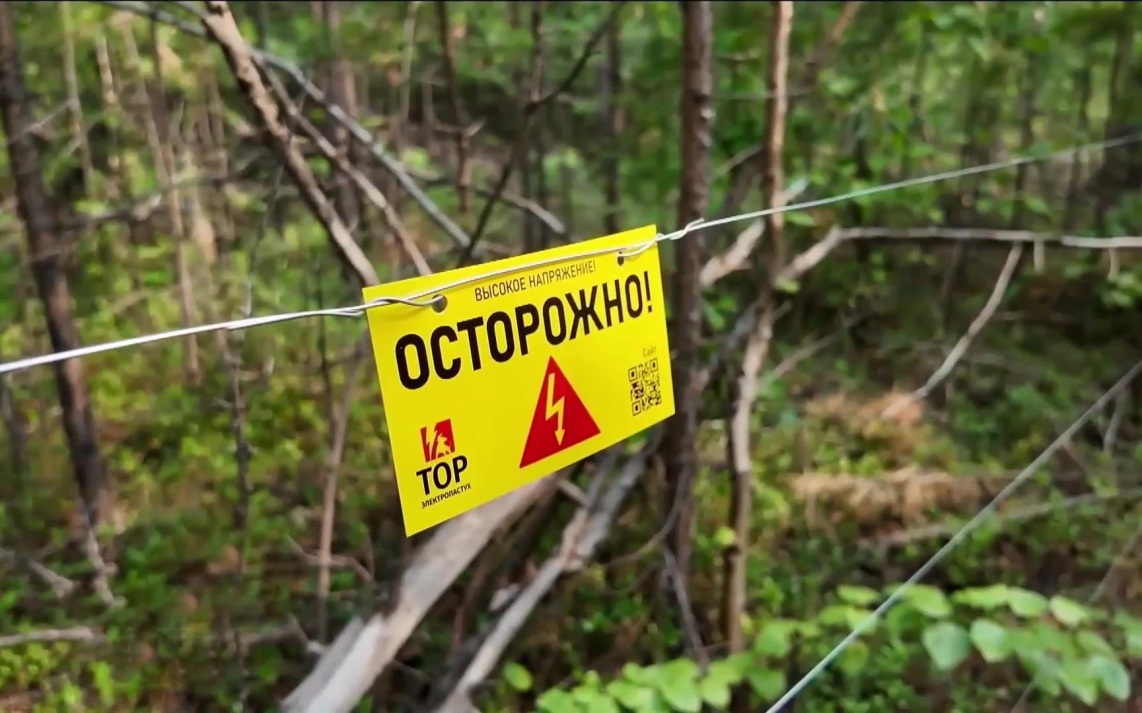 На экотропе в Якутии "Электропастух" начал отпугивать медведей