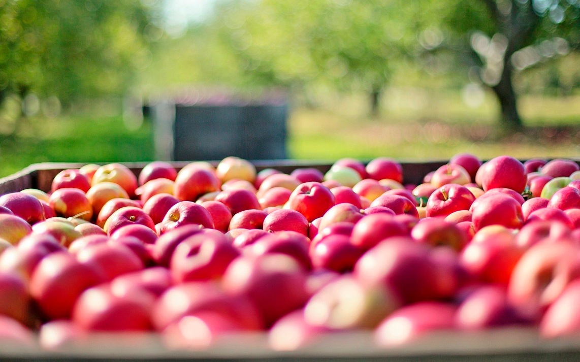 Путин обратил внимание на дефицит яблок в стране