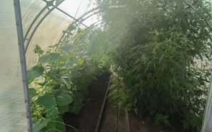 Более 30 кустов конопли обнаружили полицейские на участке жителя Приамурья