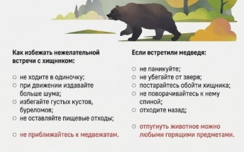 В Красноярске обезвредили медведя, зашедшего в частный сектор