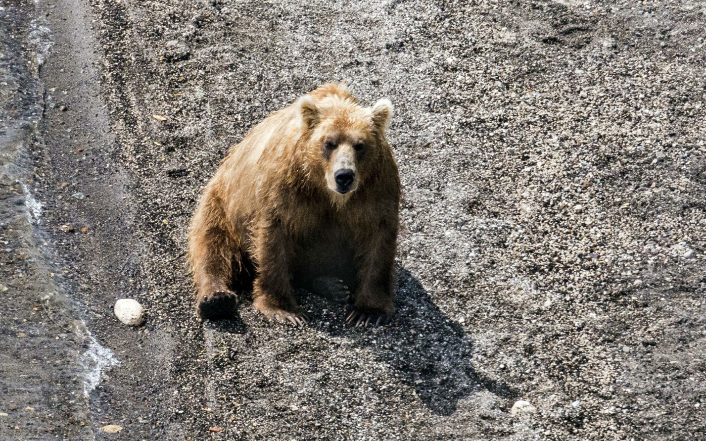 В России в 2026 году насчитывается около 308 тысяч бурых медведей