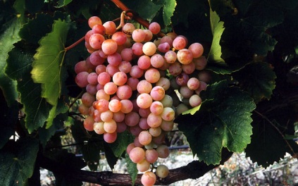 В Роскачестве прогнозируют лучший год по качеству винограда