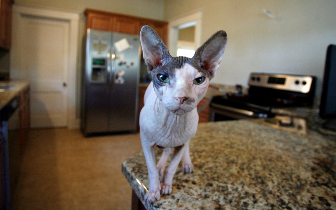 Татуированный сфинкс обрел новый дом