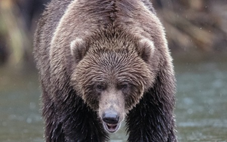 В Приморье численность медведя растет из-за малого числа охотников