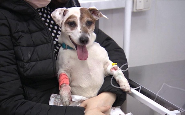 Врач заявил, что лицензирование ветклиник не поможет избежать гибели животных