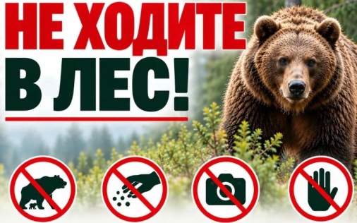 В одном из районов Забайкалья устранили 4 медведей, представлявших угрозу людям