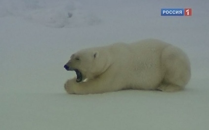 Медведь наведался к библиотеке в поселке Диксон
