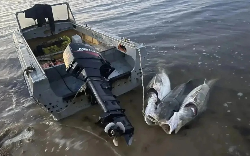 На Сахалине двое рыбаков пойдут под суд за добычу краснокнижной рыбы