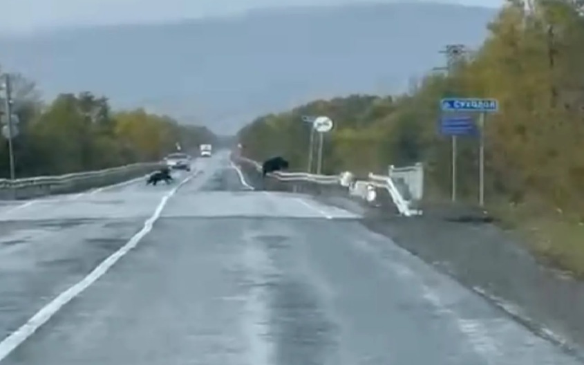 На Сахалине водителям пришлось пропускать четырех медведей на мосту