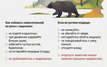 В ботаническом саду Южно-Сахалинска отстрелили медведя