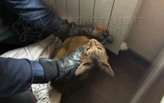 Кошка в Москве застряла в отопительной батарее, ей помогли спасатели