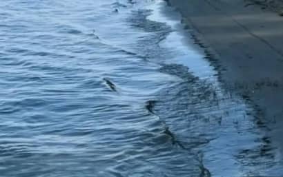 В Москве водолазы нашли тело девушки, пропавшей после ссоры с молодым человеком
