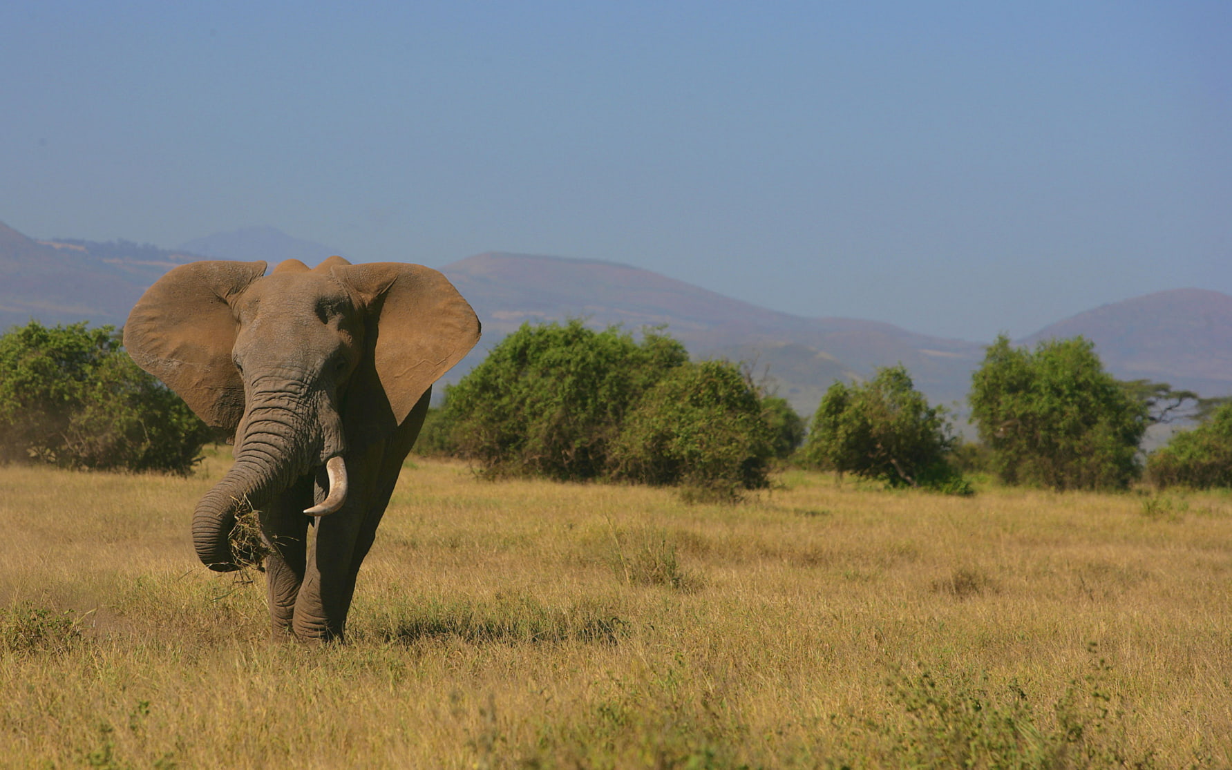 Журналист Петров раскрыл, как Африка может достичь экономического суверенитета
