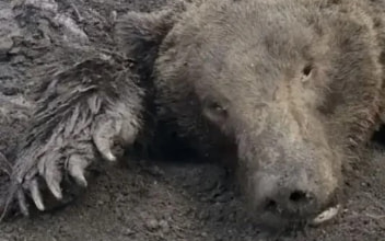 Известный охотник на медведей Виталий Елфимов погиб в верховьях Казыра