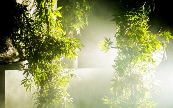 Жительницу Амурской области осудили за хранение марихуаны