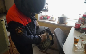 Спасатели Магадана помогли обезвредить агрессивного кота
