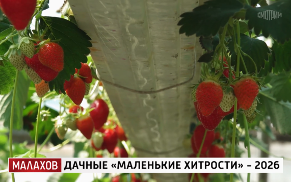 Дачникам рассказали, как удобно высаживать клубнику в теплице