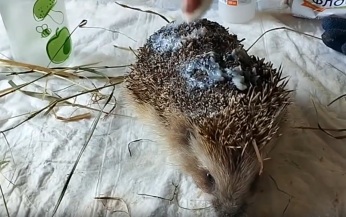 В Ленобласти ежик, попавший под триммер, отращивает иголки в центре помощи