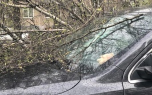 В Липецке дерево упало на два легковых автомобиля, есть пострадавший