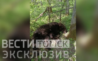 Пустой магазин на 20 патронов: убитый медведем томский охотник пытался отбиться