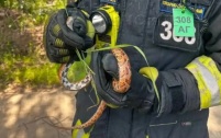 На садовом участке в Новой Москве обнаружили двухметровую змею