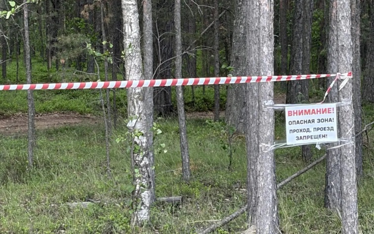 В Ленобласти запретили прогулки в лесах возле Большой Ижоры