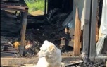 При пожаре в приюте в Вышнем Волочке погибли 19 собак