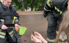В подмосковной Опалихе спасли крошечного утенка, застрявшего под мостом