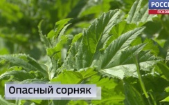 "Черная книга" растений появится в России