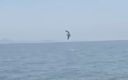 Ученый указал причину частого появления тропических акул в Приморье