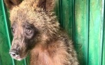 Подмосковным ветеринарам пришлось ампутировать лапу медвежонку Арбузику
