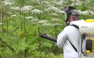 На портале "Наш город" москвичи могут пожаловаться на борщевик