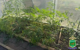 Житель Еврейской АО предстанет перед судом за незаконное культивирование конопли