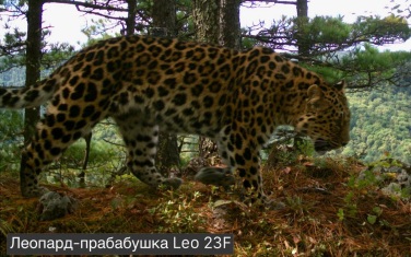 В нацпарке "Земля леопардов" впервые зарегистрирована прабабушка-леопард