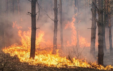 В Томской области количество лесных пожаров снизилось до 10