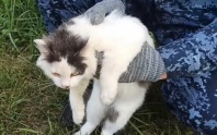Сотрудники колонии в Нижегородской области поймали кота-наркокурьера