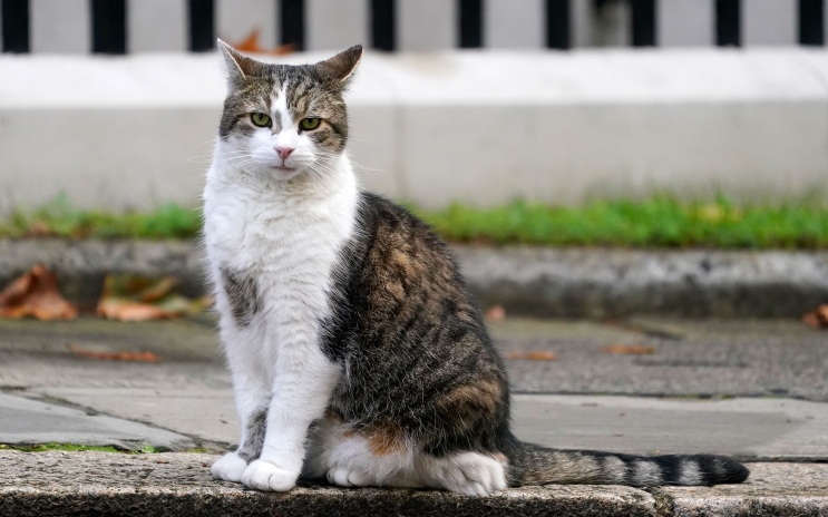 Кот Ларри не стал давать комментарии о собаке нового премьера Британии
