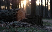 За незаконную вырубку леса жители Приморья будут отбывать в колонии