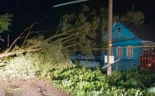 В Татарстане во время непогоды человек погиб под упавшим деревом