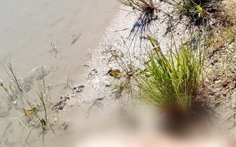 Тело пенсионера обнаружено в пруду в Смоленской области