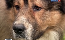 Краснодарской пенсионерке грозит срок за жестокое убийство бездомной собаки