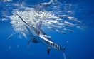 В Волге растет поголовье морских рыб